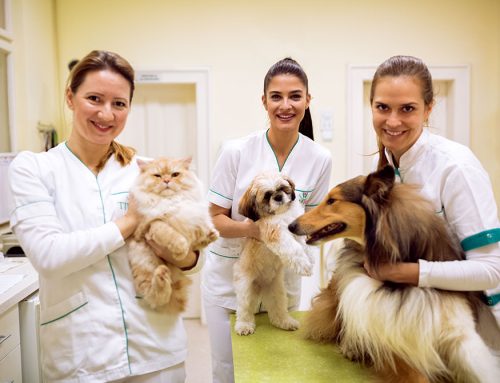 Maximizing Associate Veterinarian Success: A Guide for Medical Directors