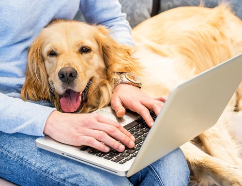 How to Effectively Market Your Veterinary Hospital